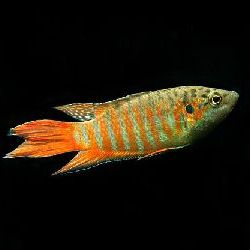Macropodus opercularis