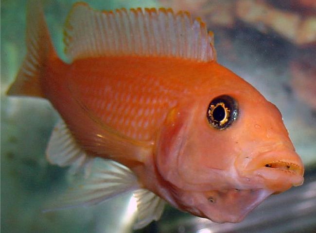 Самка красной зебры (Metriaclima estherae) с икрой во рту (фото kimonasandrews)
