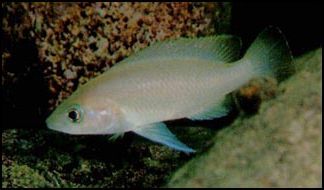 Neolamprologus aff. leleupi