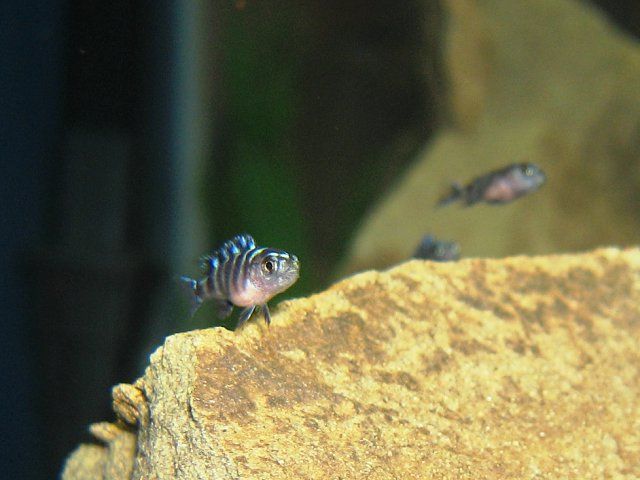 Малек Pseudotropheus demasoni.