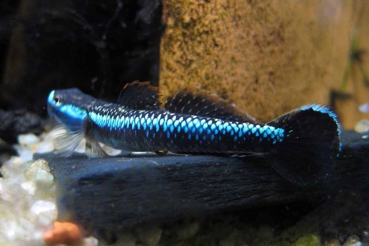 Самец Stiphodon atropurpureus
