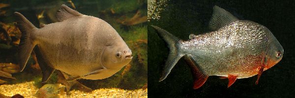 Piaractus mesopotamicus (слева) и Colossoma brachypomum (справа).