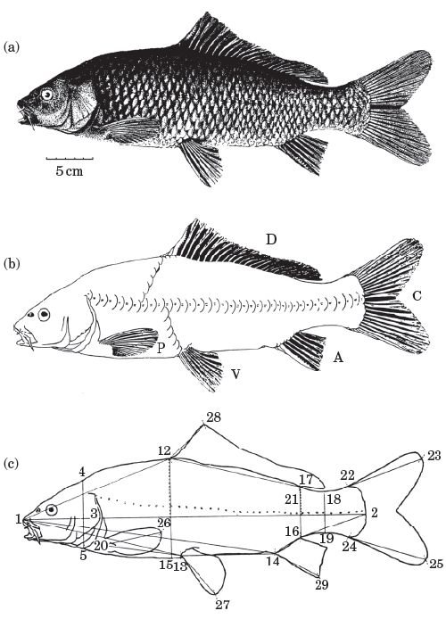Выловленный 21 мая 1954 года, сазан Cyprinus carpio carpio из притока Дуная рядом с Медведёвым(a). Меристические (b) и размерные (c) характеристики.