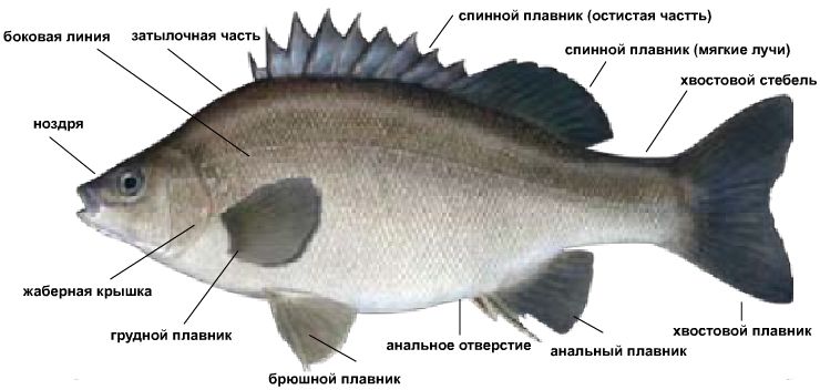 Внешний вид Серебряного окуня (Bidyanus bidyanus), типичного представителя Лучеперых рыб