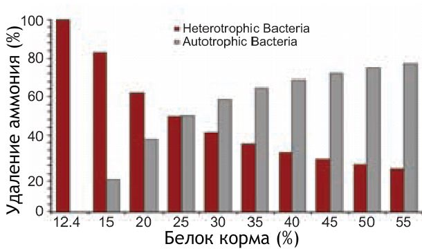 Рисунок 1. Удаление гетеротрофными бактериями азота в составе аммония в зависимости от содержания белка в корме.