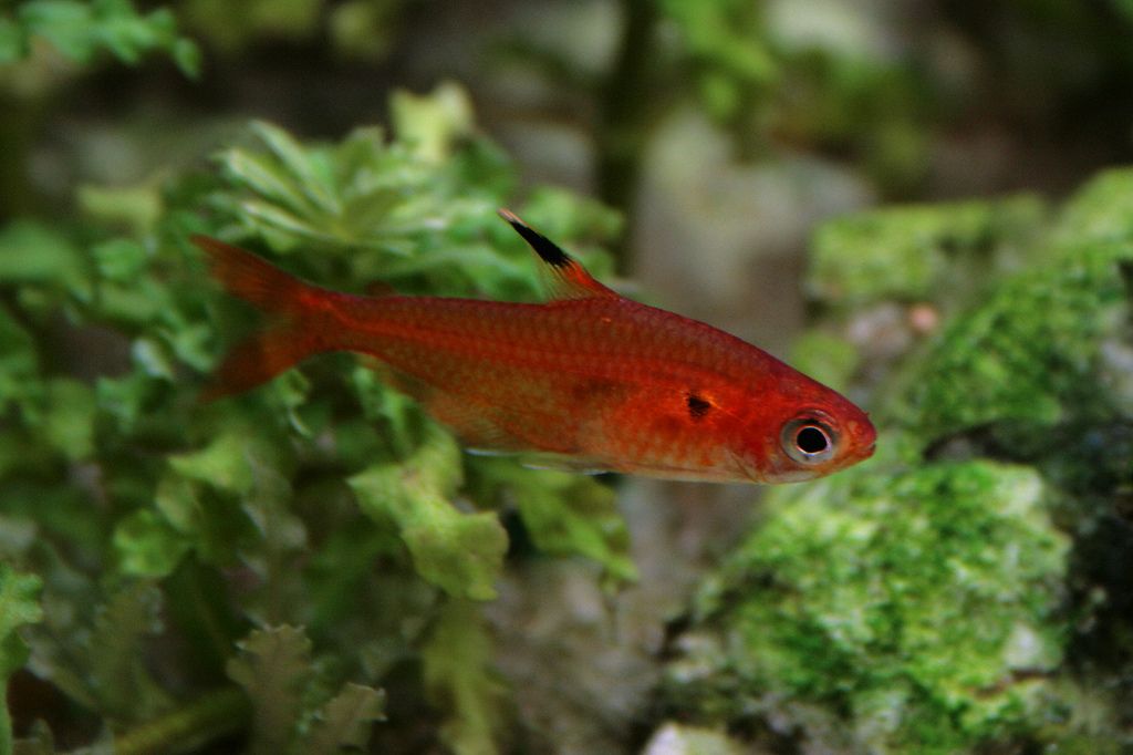 Hyphessobrycon haraldschultzi (илл. Chantal Wagner Kornin)