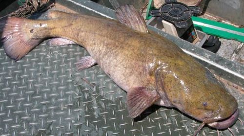 Оливковый сомик (Pylodictis olivaris)