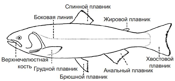 Плавники рыбы (илл: L.A. Walford)