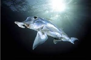 Рыба-слон (Callorhinchus milii)