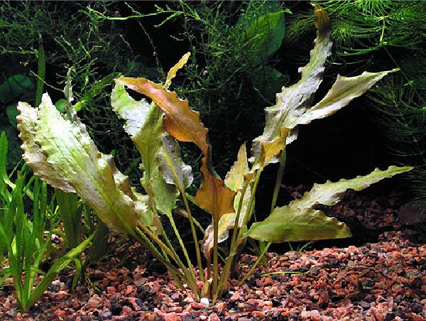 Криптокорина Вендта "Зеленая" (Cryptocoryne wendtii var."Green")