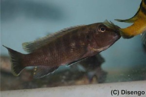 Мбуна Гениохромис менто (Genyochromis mento) откусывает чешую с хвоста несчастной рыбки