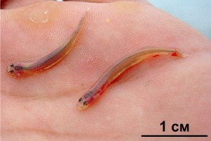 Кандиру или сомик Ванделлия (Vandellia cirrhosa)