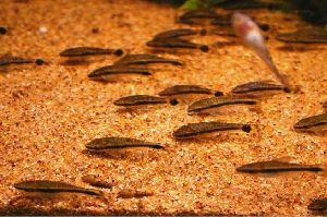 Стайка Otocinclus vittatus - "гроза" водорослевых обрастаний. Она отлично смотрится в аквариуме.