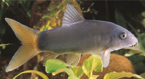 Yasuhikotakia modesta вариация "blue fin"