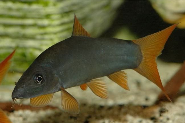 Боция модеста (Yasuhikotakia modesta)