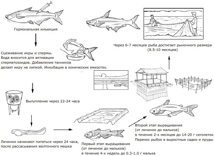 Цикл выращивания пангасиуса (Pangasius hypophthalmus) (илл. FAO, 2010)