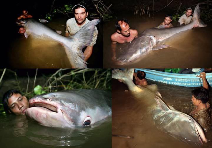Взрослая особь Pangasius hypophthalmus в естественной среде (planetacuario.com)