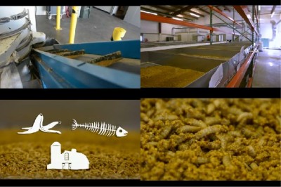 Компания EnviroFlight использует побочные продукты пивоварения, производства этанола и пищевые отходы в качестве корма для Чёрной львинки (Hermetia illucens). Личинки перерабатывают отходы и образуют экскременты.