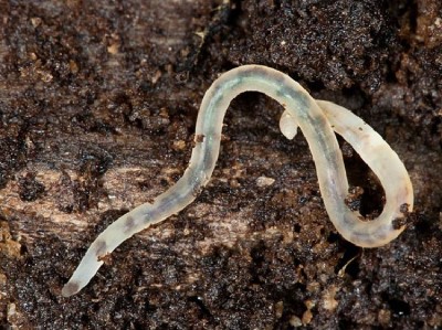 Белый энхитреус (Enchytraeus albidus) 