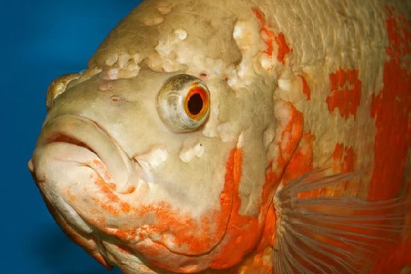 Внешние проявления гексамитоза у астронотуса (Astronotus ocellatus)
