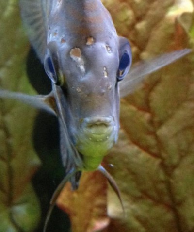 На фото гексамитоз у скалярии (Pterophyllum scalare)