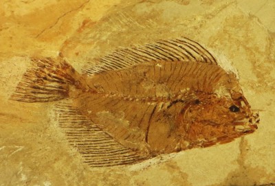 Amphistium paradoxum