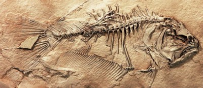 Скелет примитивной плоской рыбы Heteronectes (M. Friedman, sci-news.com)