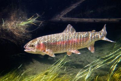 Радужная форель (Oncorhynchus mykiss) фото