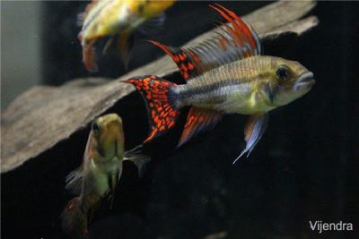 фото Апистограмма какаду "трипл ред", самец и самка (Vijendra, apistogramma.com)
