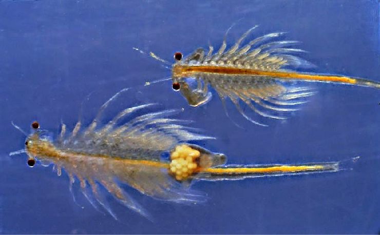 Самец (сверху) и самка (снизу) Artemia salina