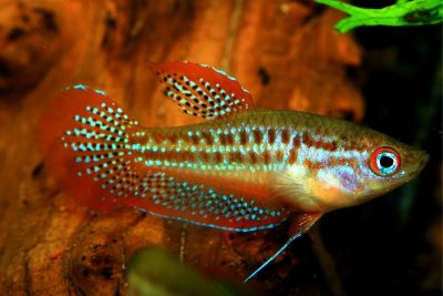 Самец карликового гурами (Trichopsis pumila)
