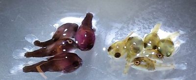 Сравнение размеров молоди пинагора (Cyclopterus lumpus ) из одной партии икры. Особей слева кормили размороженным зоопланктоном, справа - сухим стартовым кормом. Мальки слева более крупные с явной пигментацией (www.planktonic.no)