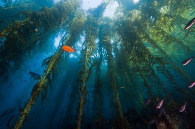 Ламинария (Laminaria) или «морская капуста» - бурые морские водоросли. Многие виды человек употребляет в пищу. Также её использовали и как удобрение, поскольку ламинария содержит очень большой набор макро- и микроэлементов. Ламинария богата иодом, который содержится в органической форме, что влияет на его усвоение организмом человека.