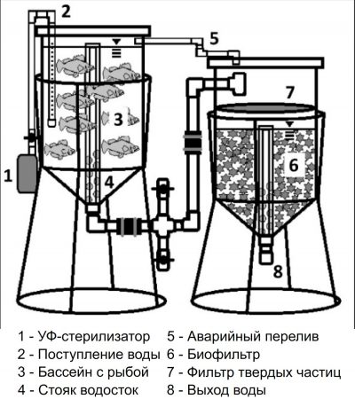 Рисунок 2. Диаграмма узлов (УФ-стерилизатор, точка поступления воды, культуральная емкость, стояк, запасной перелив, биофильтр, фильтр твердых частиц, точка выхода воды) системы, которую в течении 118 дней использовали для выращивания Баррамунди (Lates calcarifer)