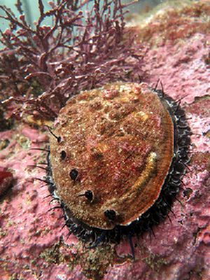 Фермеры из компании «Monterey Abalone» в Калифорнии выращивают Красного абалона в погружаемых клетках. По цене 48$ за 1 килограмм 80% моллюсков продают непосредственно местным дорогим ресторанам