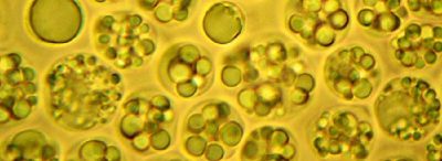 Микроводоросли Schizochytrium sp. потенциальный источник полезных жирных кислот (LC-PUFAs) для приготовления рыбных кормов