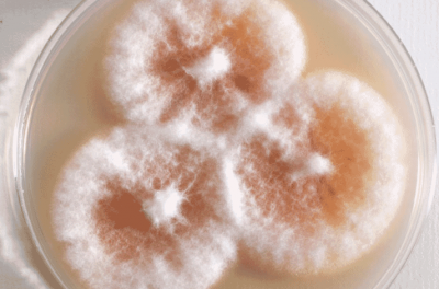 Рисунок 1. Колония Fusarium verticillioides. Это вид грибка производит дезоксиниваленол (DON) и фумонизин (FUM)