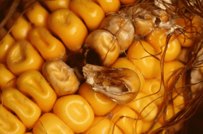 Рисунок 2. Гниль початков от грибка Фузариума (Fusarium). Наиболее распространенное грибковое заболевание початков кукурузы, вызванное Fusarium verticillioides и некоторыми другими видами Fusarium