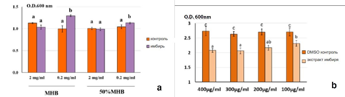 Рисунок 2. Средняя оптическая плотность при 600нм культуры Vibrio parahaemolyticus 3HP на бульоне (a) и толщина биопленок (b). На рисунке (a), планктонные клетки бактерий растут с половинной и полной средой MHB, в присутствии или отсутствии экстракта имбиря, в двух концентрациях (2 мг/мл и 0.2 мг/мл). Экстракт в более низкой концентрации (0.2 мг/мл) не подавлял рост бактерий, но значимо способствовал ему по сравнению с контролем. На рисунке (b), средняя оптическая плотность (O.D.) окрашенных кристаллическим фиолетовым биопленки, в присутствии или отсутствии экстракта имбиря в различных концентрациях и в MHB.