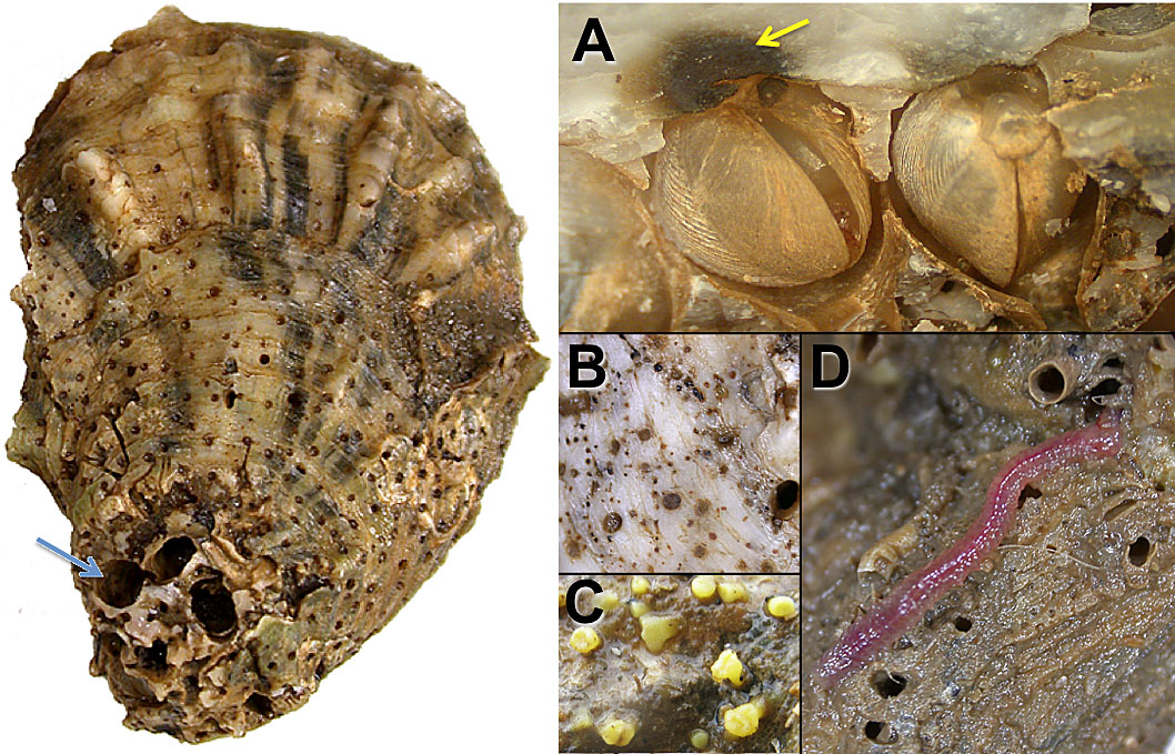 Паразиты раковин устриц. Раковина устрицы (Crassostrea virginica) слева усеяна отверстиями