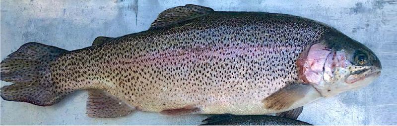 Выращенная на ферме радужная форель (Oncorhynchus mykiss)