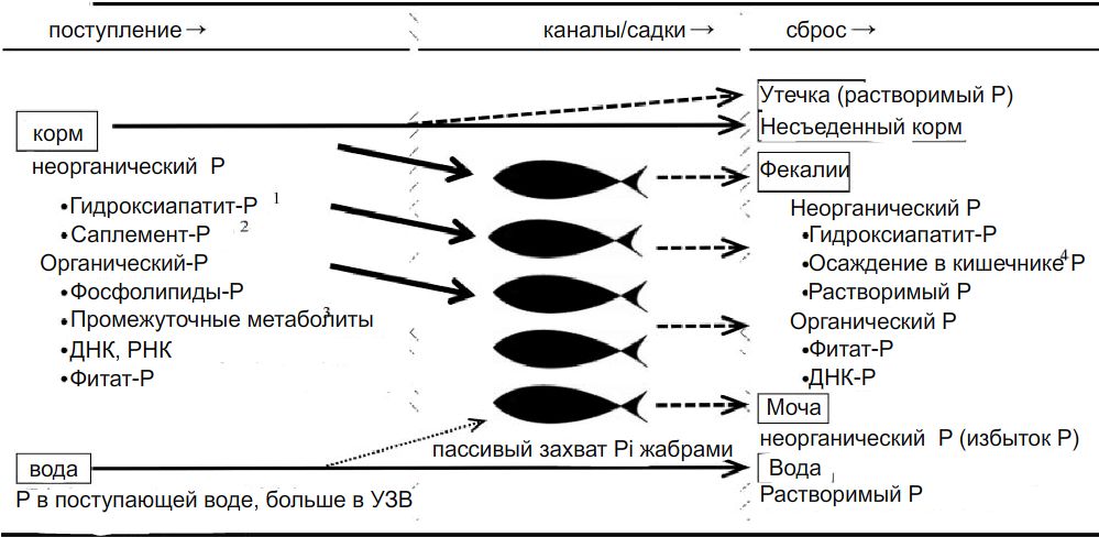 Таблица 1. Поступление фосфора в систему интенсивной аквакультуры. 1. P в скелетной ткани – в рыбной муке, животных субпродуктах и т.д., 2. Фосфаты кальция, натрия и калия, 3. АТФ, глюкозо-6-фосфат фосфорилированные белки, 4. В просвете кишечника осаждаются двухвалентные и трехвалентные катионы солей с фосфором, с кормом или посредством секреции, 5. Растворимый P в составе фекалий происходит от бактериального гниения и путем эндогенной секреции